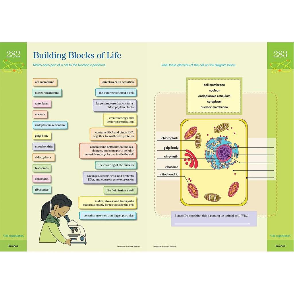 Workman Brain Quest Grade 6